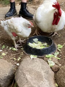 Rescued chickens