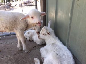 Starr, Jack and Jess