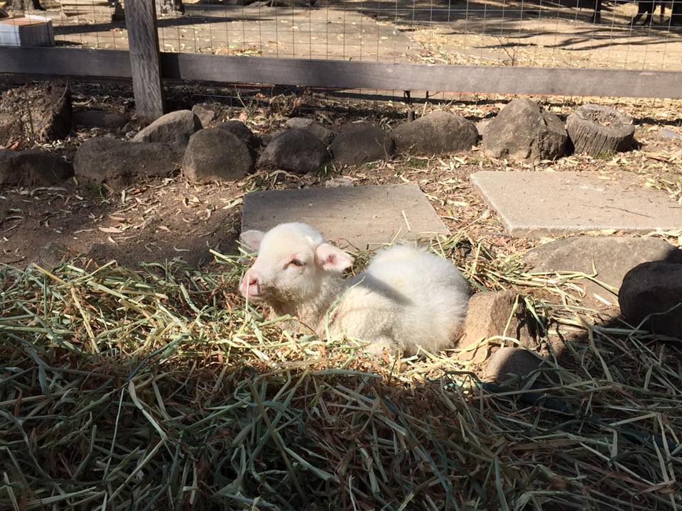 Starr lying in sun