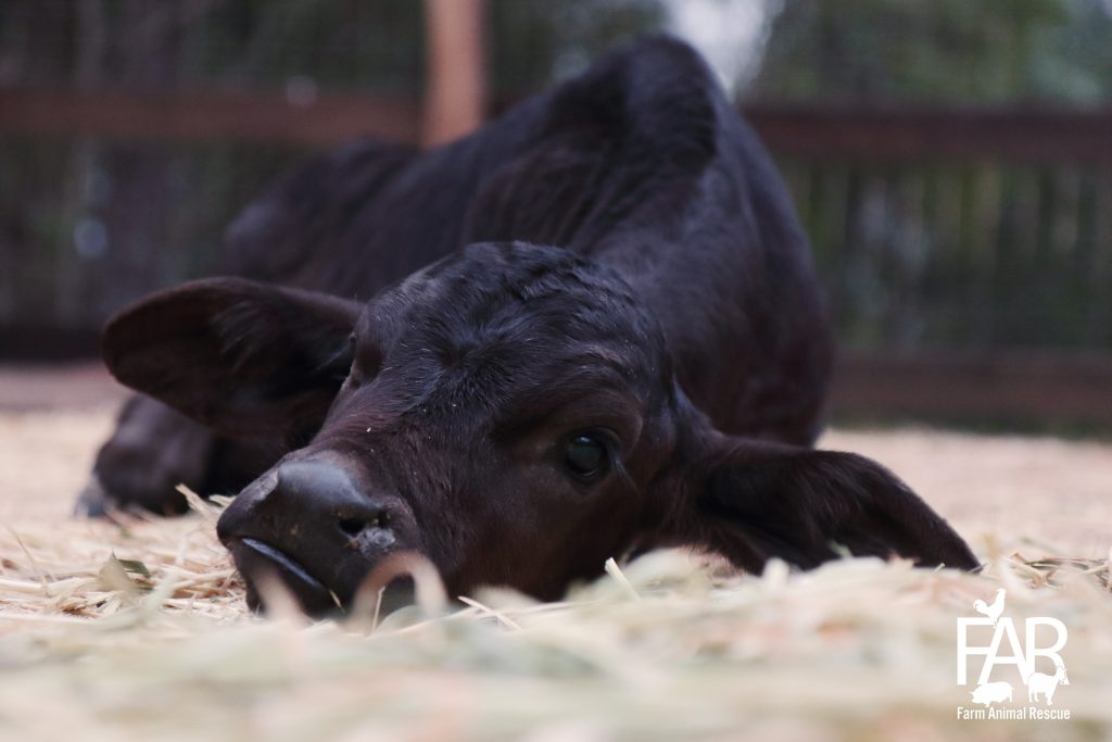 Toby Calf