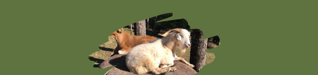Jethro Rescued Goat Farm Animal Rescue