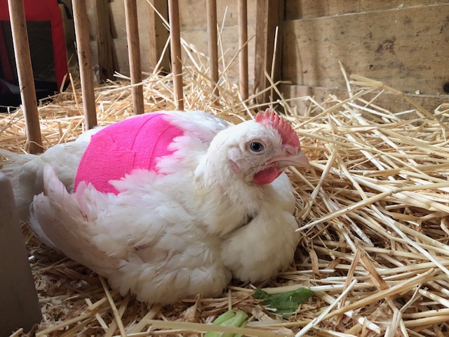 Rescued broiler muffin