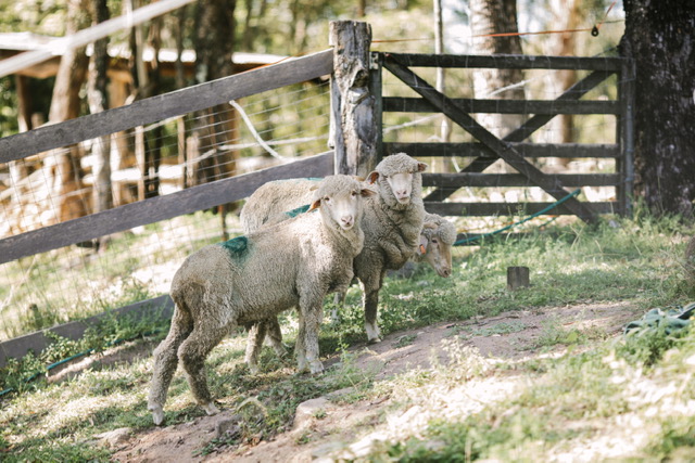 Lamb rescue