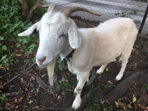 This is an image of young white rescued goat Abigail.