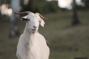 Abigail the goat