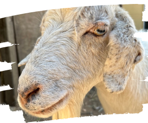 This image is a headshot of Abigail with her white fur and beautiful golden eyes.