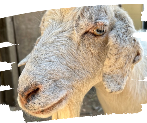 Abigail rescued goat This image is a headshot of Abigail with her white fur and beautiful golden eyes.