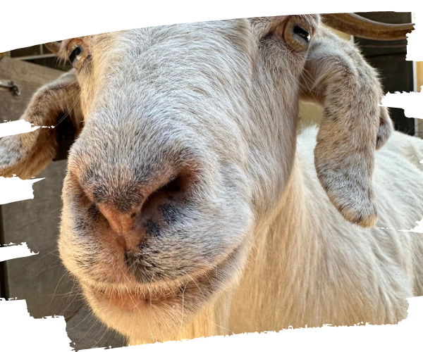 Abigail the rescued goat headshot.