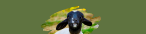 Koa Rescued lamb