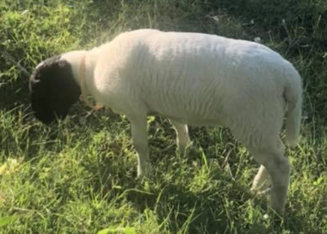 Sean rescued lamb