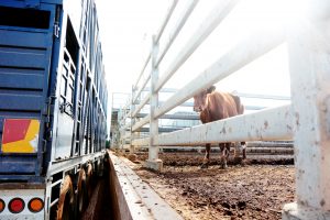 Roma Cow with Truck