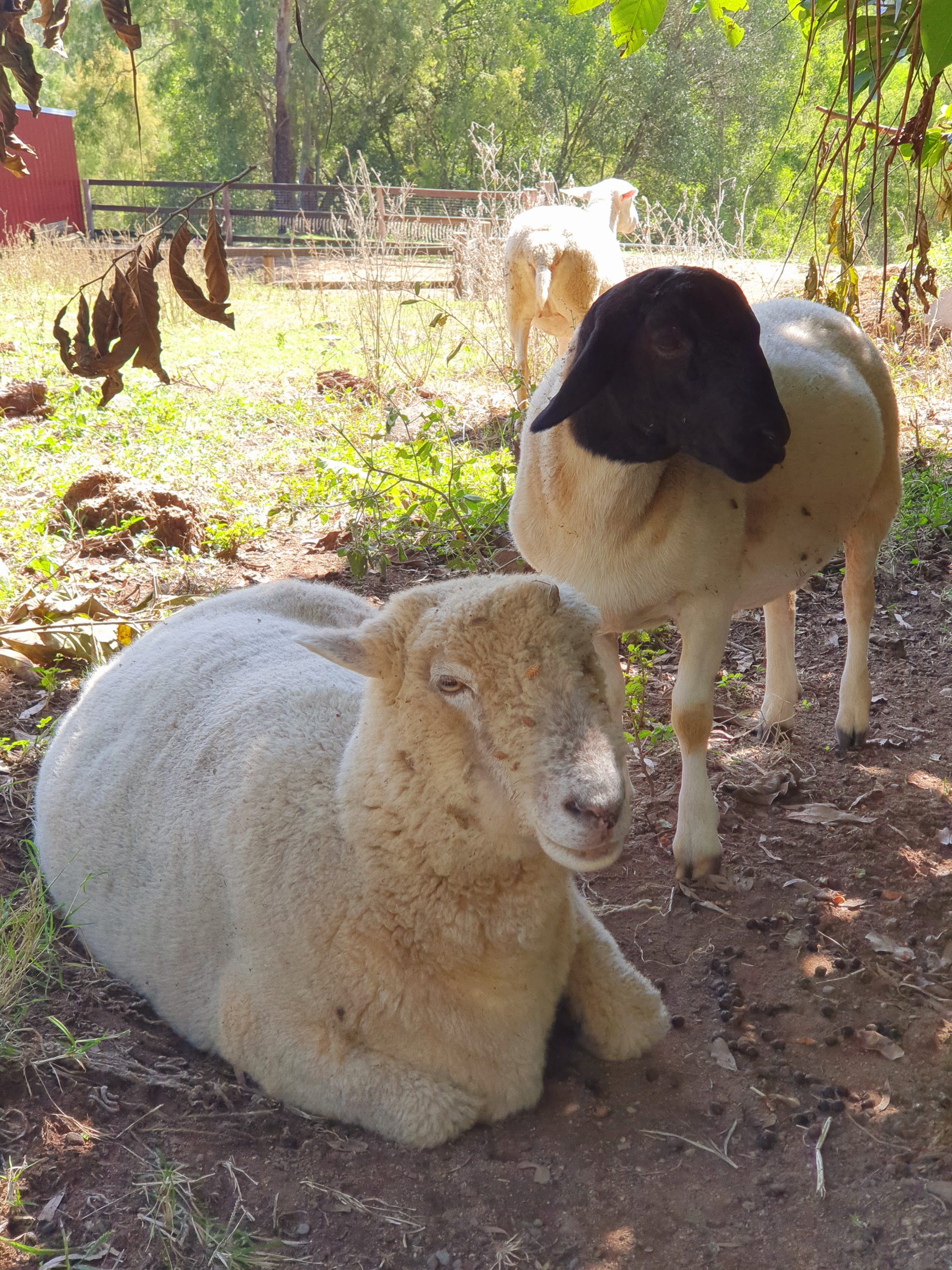 Koa and sheep Koa and sheep