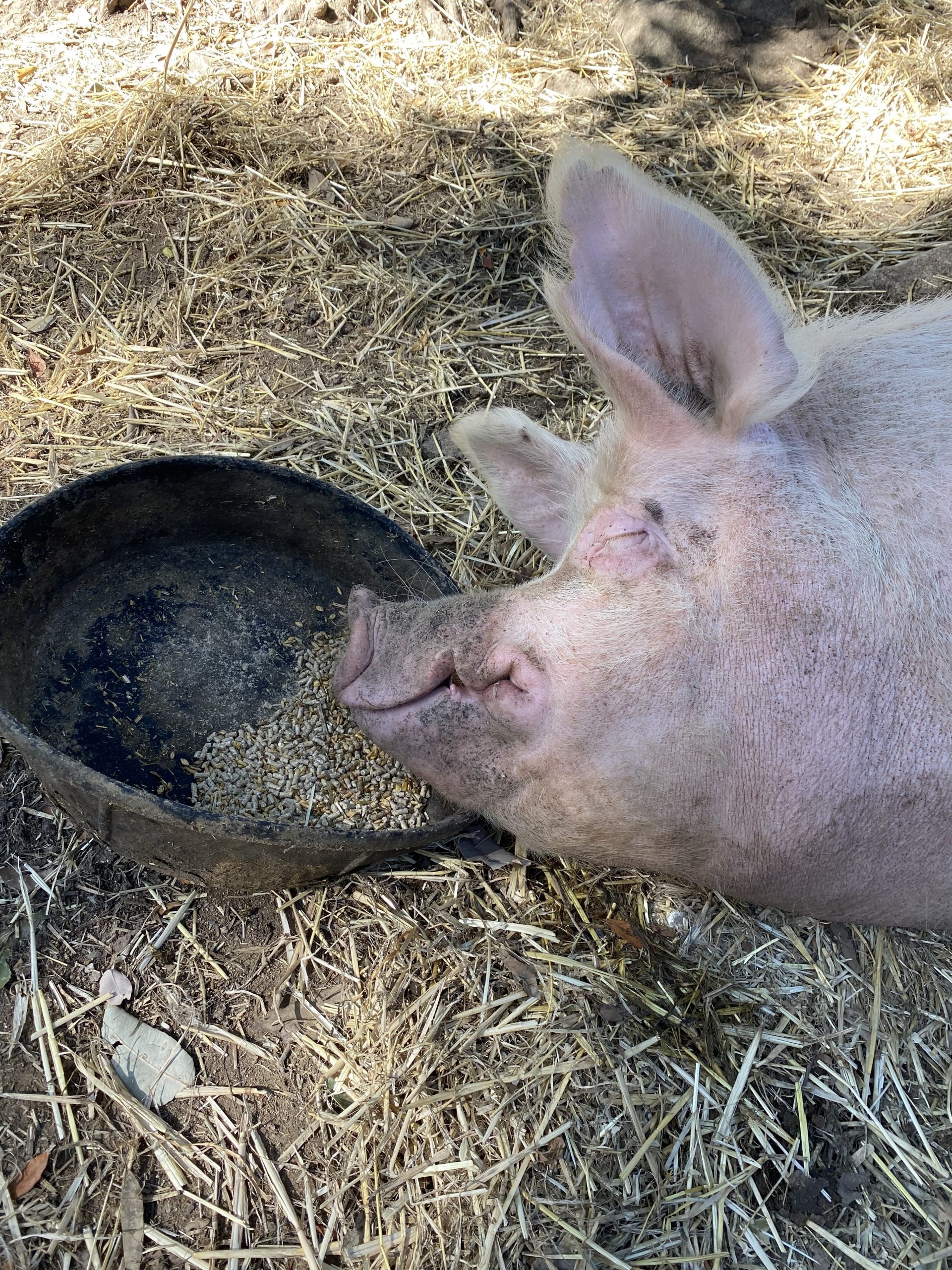Pig with head in food bowl sleeping