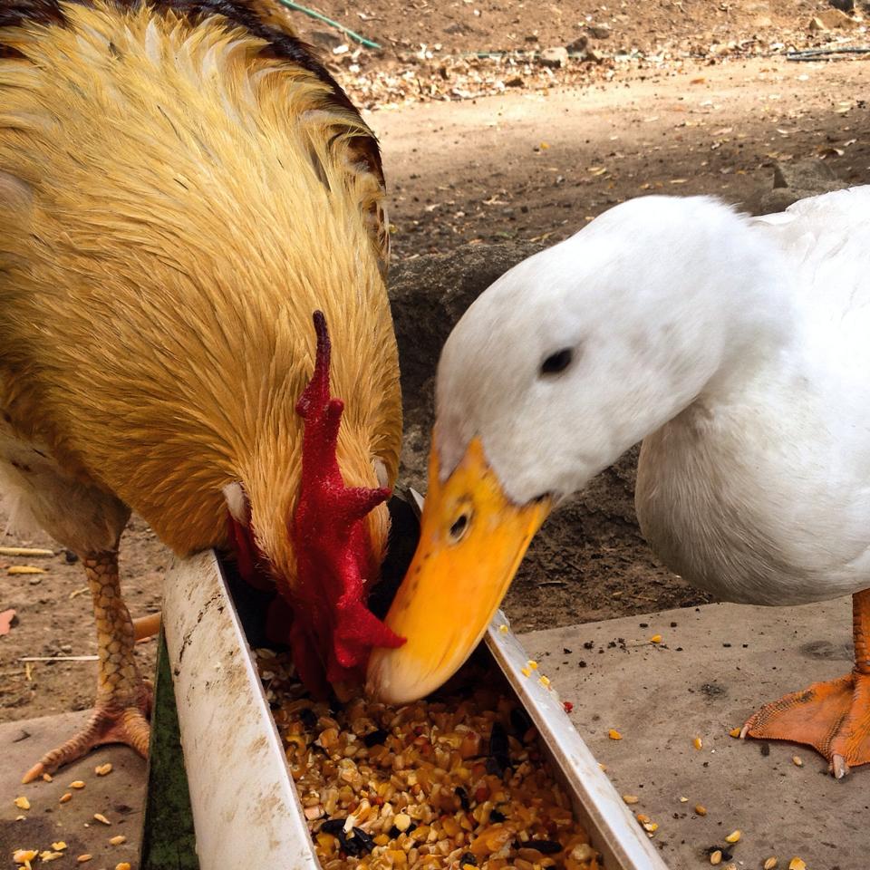 Bubble and squeak eating together