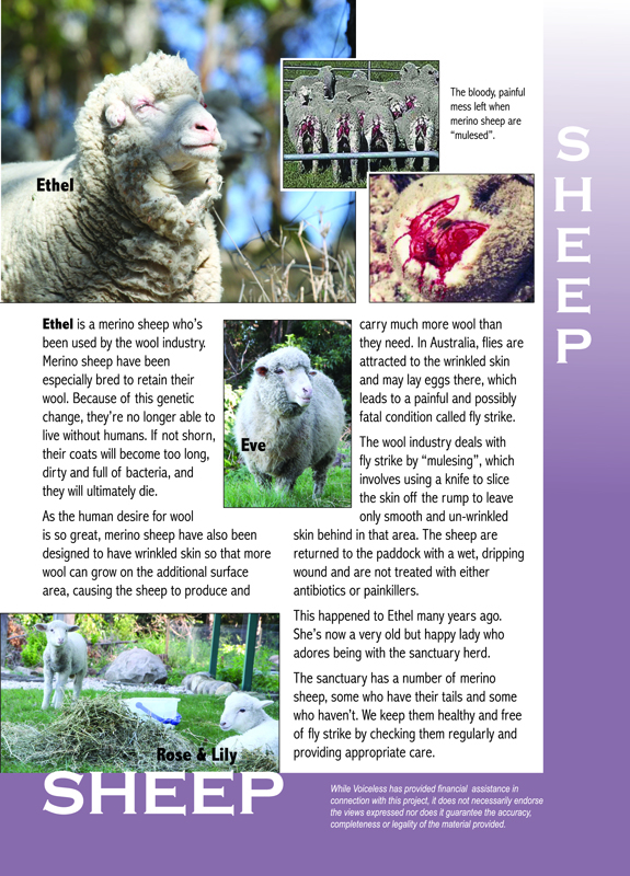 FAR Sheep flyer side2