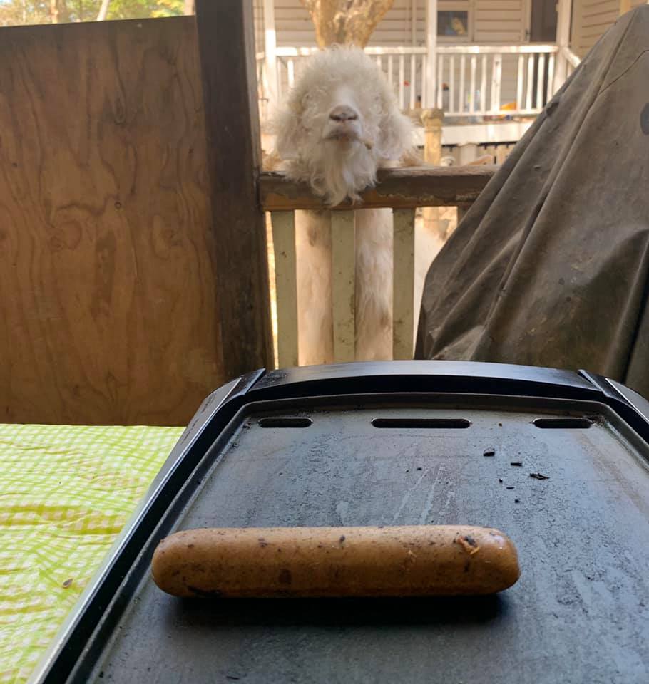 Oliver and Sausage Oliver and Sausage