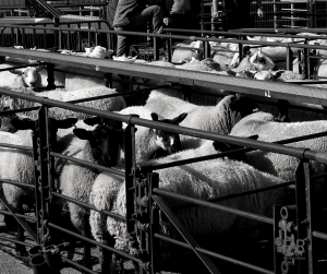 Sheep pens