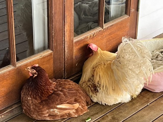 Colin and Victoria waiting at the door to be let back in to the house