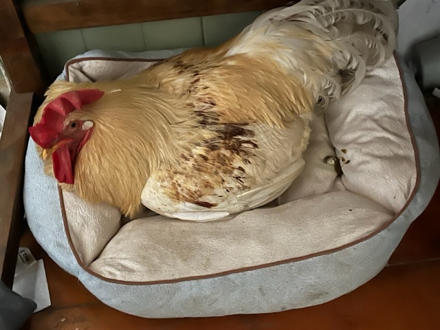 Colin in his bed under the FAR office desk