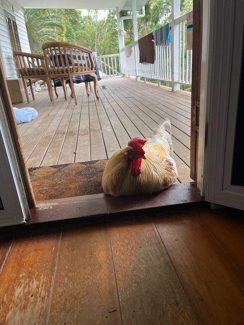 Waiting for treats at the back door