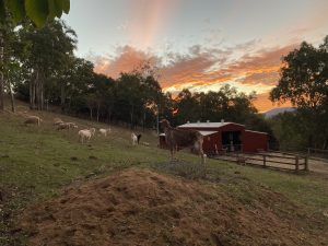 FAR Sanctuary at Sunset with goats