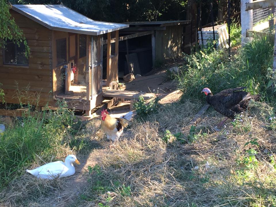 Bubble outside the chicken coop at sanctuary