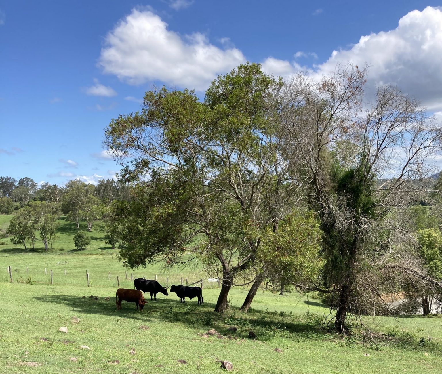 Farm Animal Rescue Farm Animal Rescue