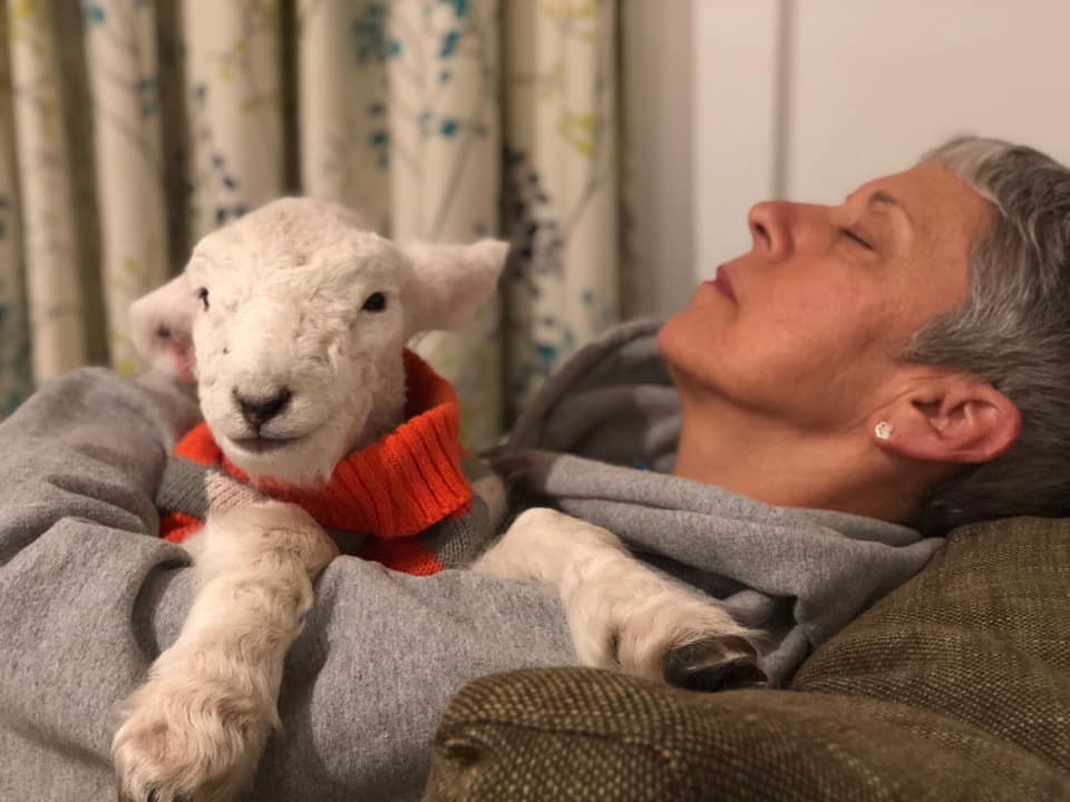Mo and Baby Lamb