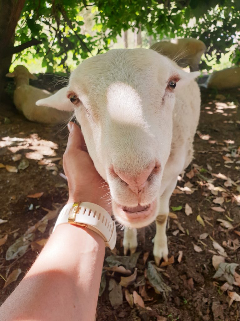 Lola rescued lamb