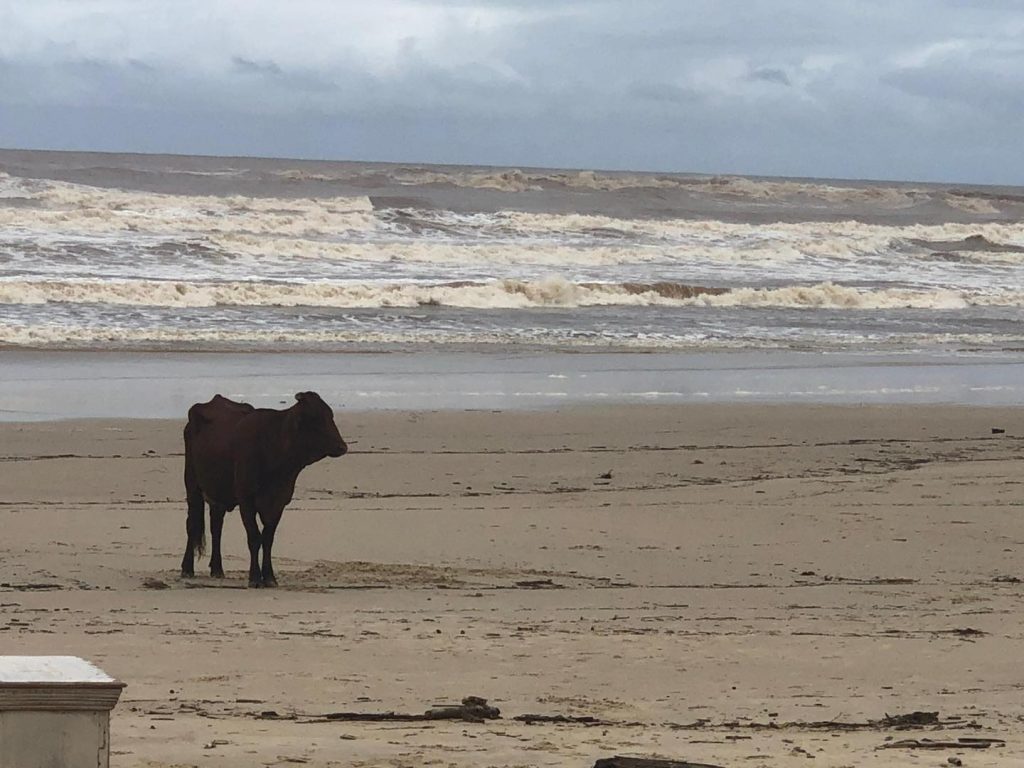 Cow on beach