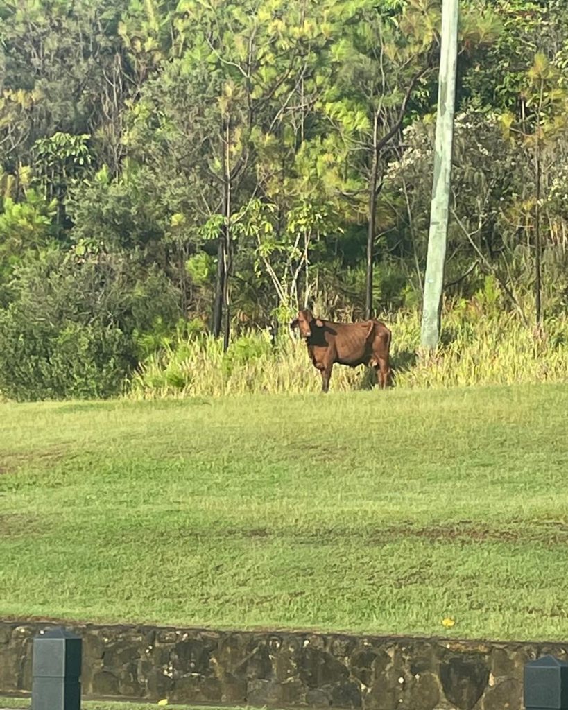 Cow on grass