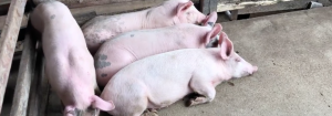 Warwick Saleyards