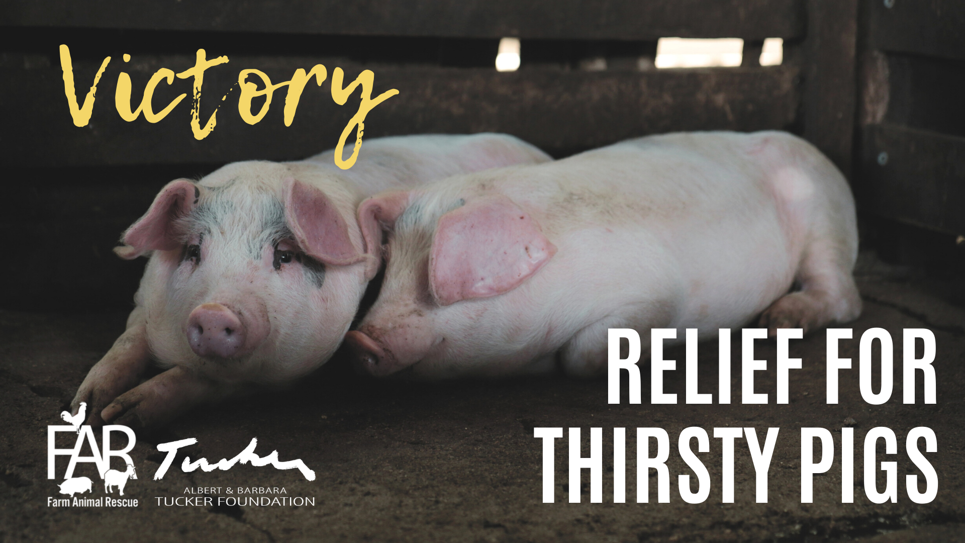 Victory for Thirsty Pigs Victory for Thirsty Pigs