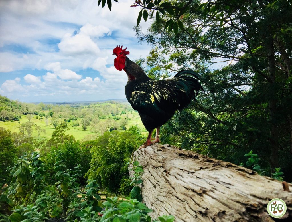 Rocky perched on hill