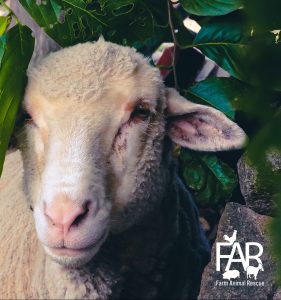 Farm Animal Rescue Sheep
