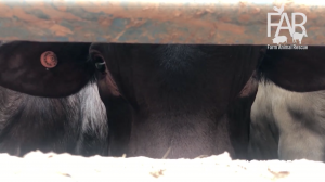 Roma Saleyards