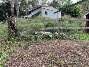 Four rescued pigs