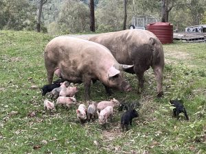 Dorothy and her piglets