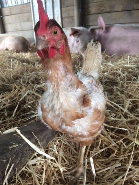 Mae after rescue in the pig barn