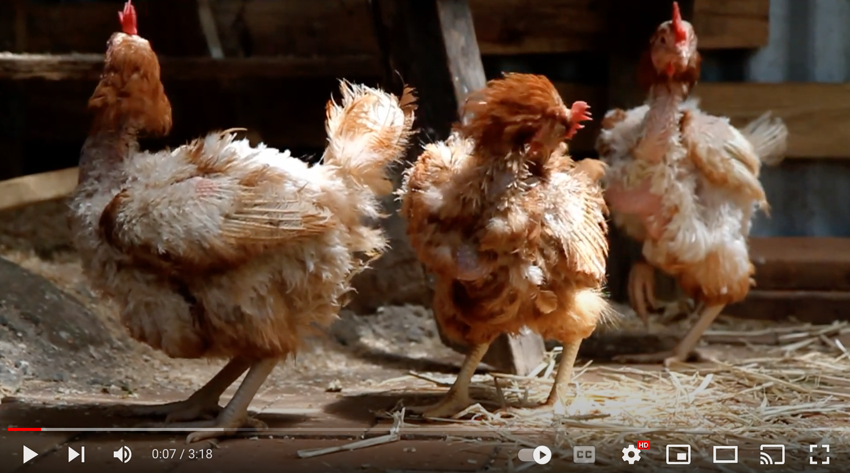 Rescued chickens first day of freedom