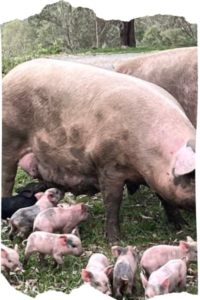 Dorothy with tiny piglets