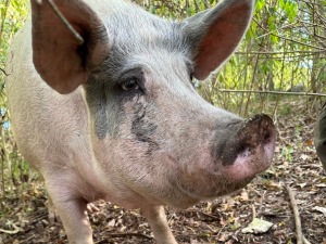 Headshot of Dorothy the pig