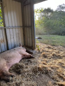 Ellen lying in straw bedding