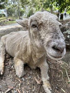 Lamb at sanctuary sitting on grass