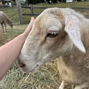 Lamb being patted.