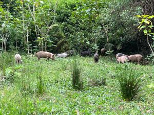 Pigs in the sanctuary