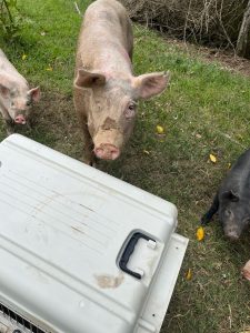 Pigs near medicak care