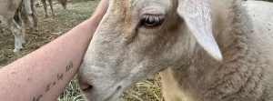 Sponsor a rescued farm animal