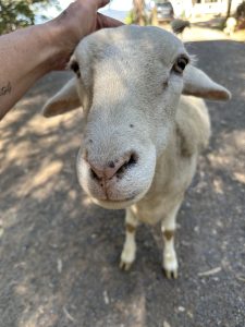 Sheep getting patted by Monica