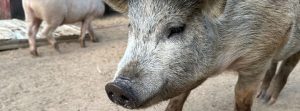Silver rescued piglet